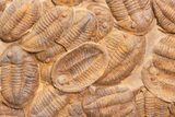 Plate Of Large Asaphid Trilobites - Spectacular Display #133243-4